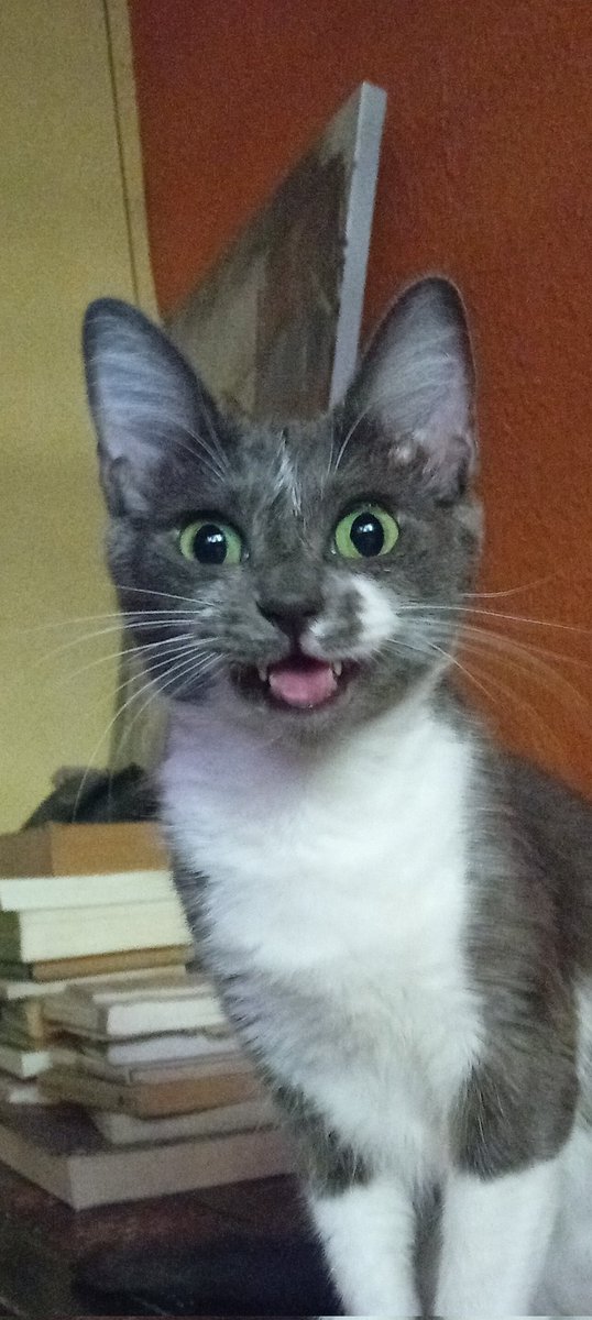 Ladrón de sábado tweet media