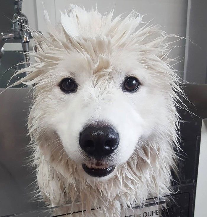 kwangsvl's tweet photo. 🛁🫧🫧🐶 https://t.co/eFLsVNho7j