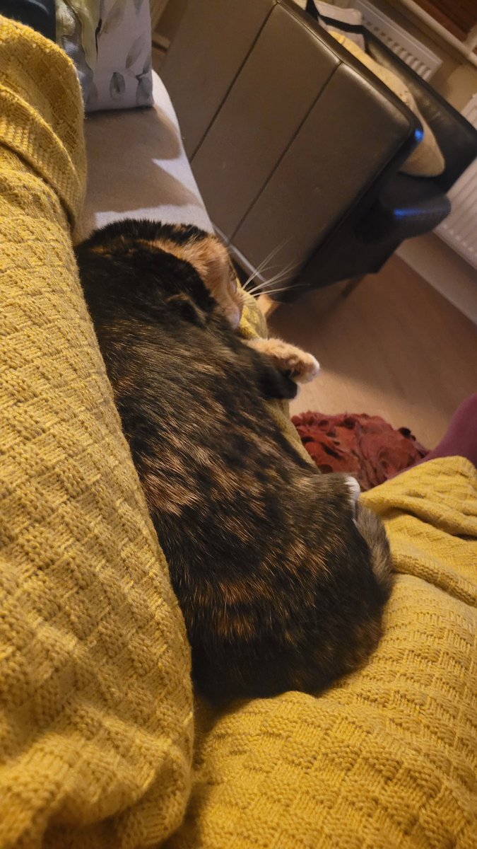 crikeycore's tweet photo. @giltangels we had a noodle with us yesterday https://t.co/22F03yFonm
