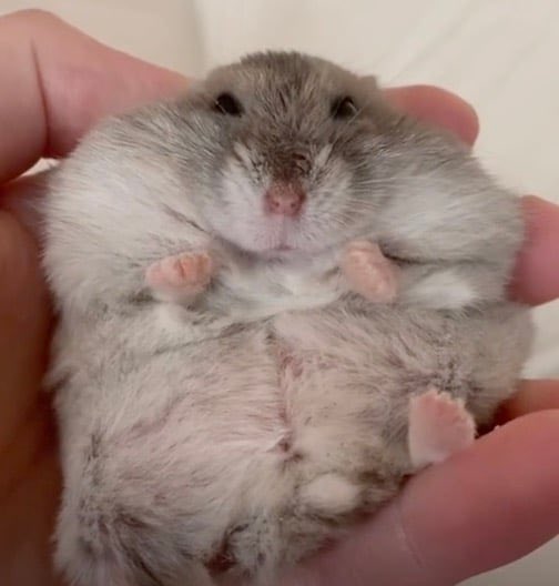 Alright paying dex for $biscuit

Get ready to send this guy to millions

3N7zL84JQyHHyLP93qGenAvCMfSdfujS1HzU7E8zpump