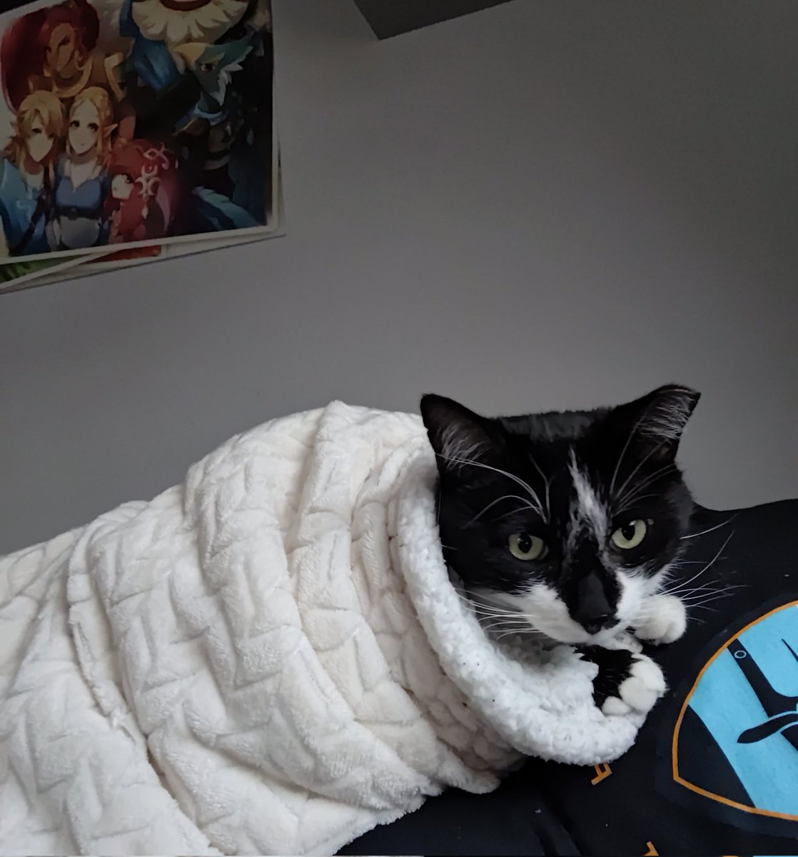 He's a little purrito 😸