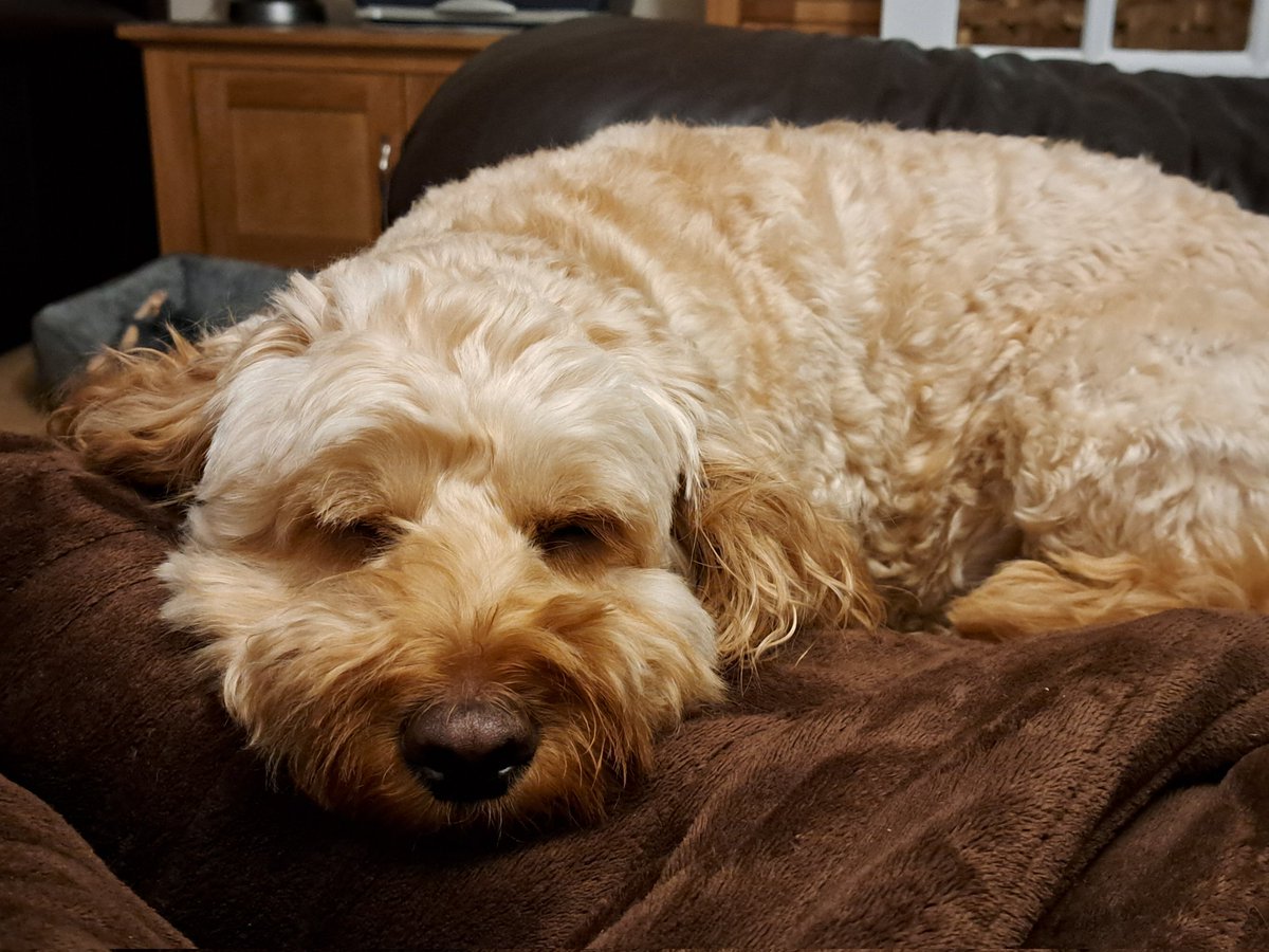 DCockapoo's tweet image. My blood test result took ages to come back from the lab and, when it did, it was inconclusive. The platelets &apos;clumped&apos;, making them impossible to count accurately.  So, I&apos;m back tomorrow to have another sample taken 😭  I&apos;m having a sedative and sausages beforehand this time