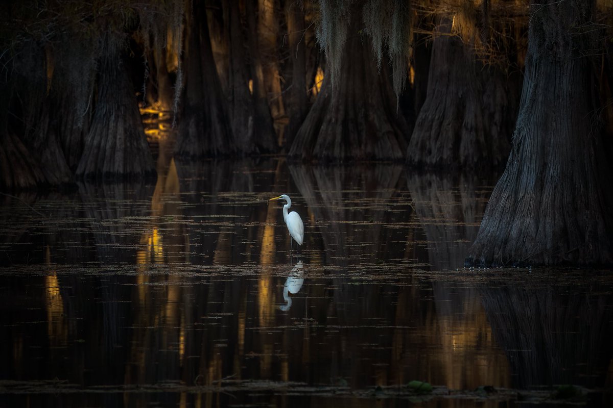 This beautiful egret was posing for our workshop group in this incredible, warm morning light. 
.
My good friend and workshop co-leader Alyce Bender @abenderphoto and I are signing folks up for next year's event. Contact her or I if you're interested in joining us. 
.
#Texas