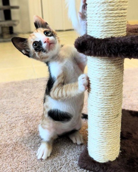 PunchingCat's tweet image. her meowscara is ruined 😭