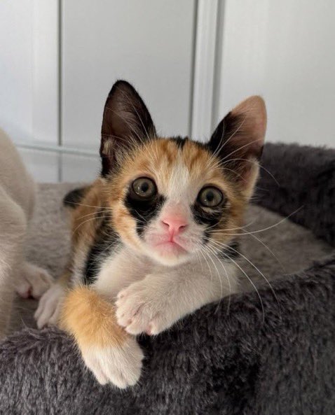 PunchingCat's tweet image. her meowscara is ruined 😭