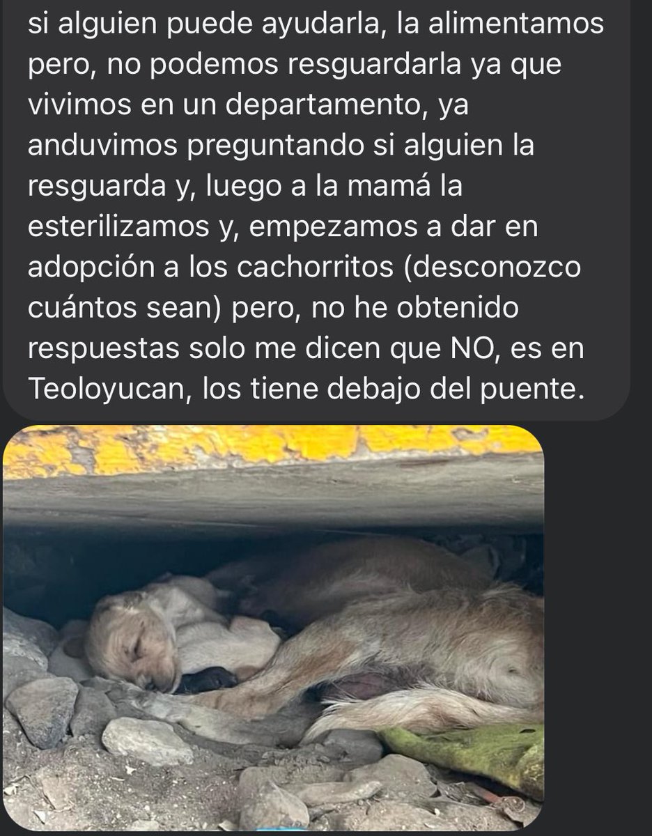 HELA_MORE's tweet photo. Otra perrita con cachorros que necesitan ayuda.
están abajo de un puente 😔
Si alguien puede ayudar les dejamos el link de la reportante abajo 👇🏻 
Están en teoloyucan,Edomex https://t.co/ULCwwVI8yt