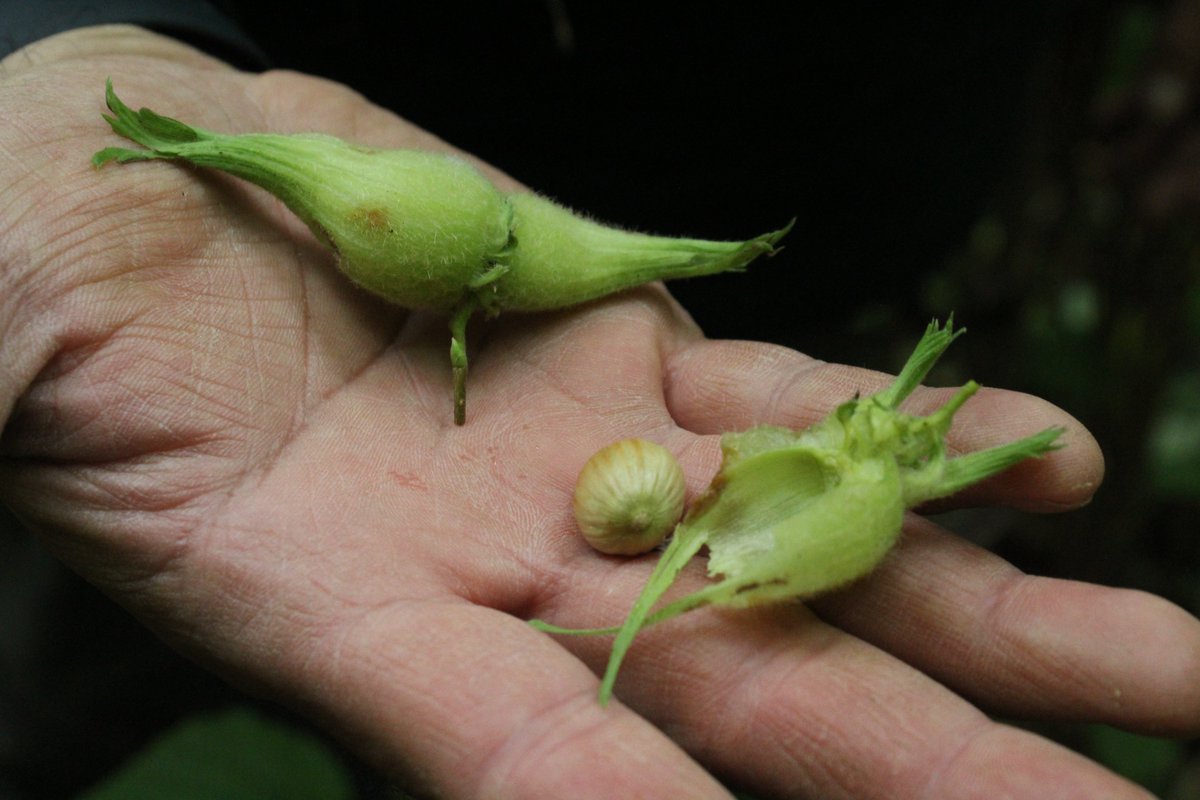 HakaiInstitute's tweet photo. A new study on hazelnut biogeography in the Pacific Northwest led by @SFU researcher Chelsey Geralda Armstrong and Hakai Institute researchers reveals the profound role of Indigenous peoples in shaping hazelnut range &amp; distribution over thousands of years🔗https://t.co/kmYbOXkpsq https://t.co/THXdXe6mnQ