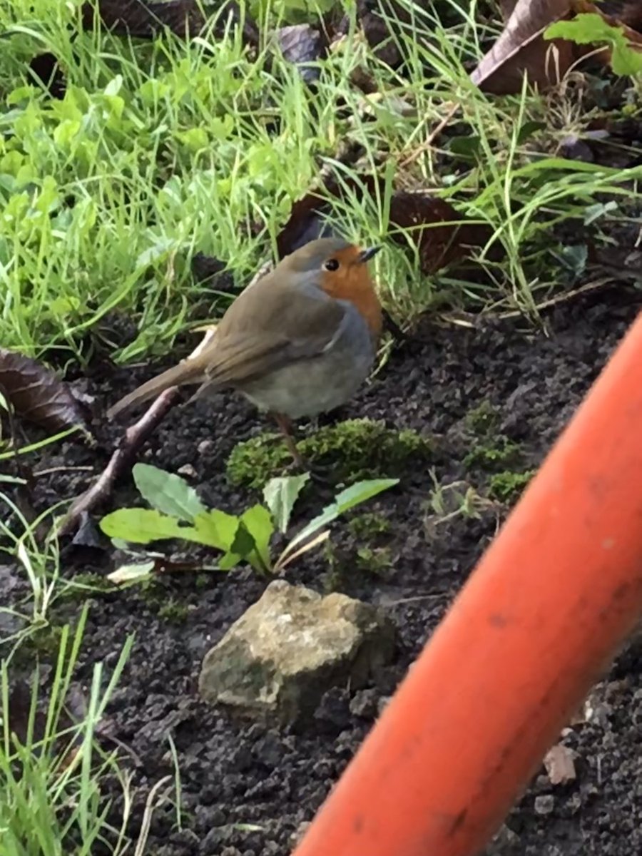 PygmyCreative's tweet image. One of my favourite followers taking an interest on a very chilly day