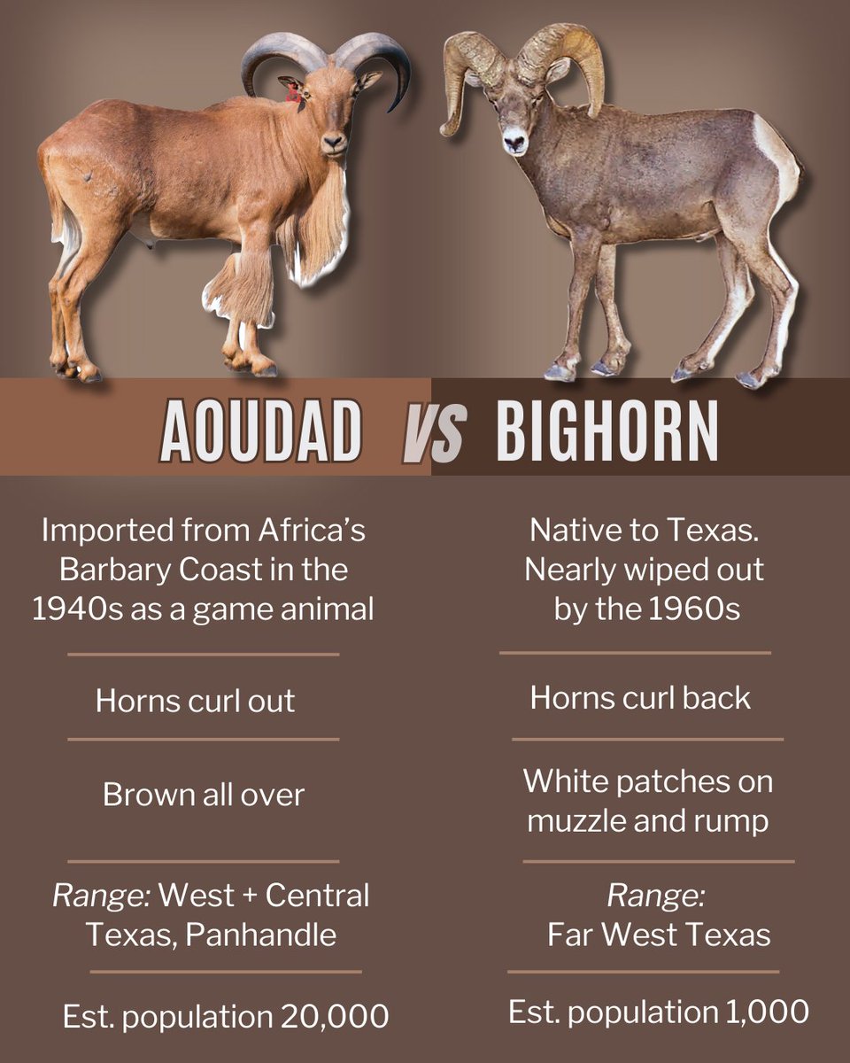 Looking for another big showdown?

🐏 v. 🐏 

We're bettin' on the bighorn.

We’ll be releasing a herd into Franklin Mountains State Park, an aoudad-free area, as part of our efforts to restore this Texas native to its historic range. 📽️ Stay tuned!

#WildlifeWednesday 
#ElPaso