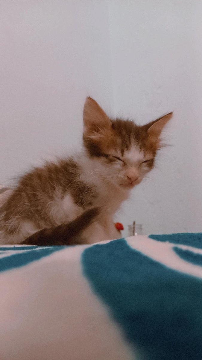 _Jaque19_'s tweet photo. Creo que lo que más me dolió de terminar mi exs relación fue dejar a mi hijito. Todavía sigo sin poder asimilarlo. Es que me dolió y me sigue doliendo no tenerte acá conmigo, con la gordita, te crié de que eras una ratita pequeñita, me acompañabas a todas partes https://t.co/Kevoq4T92x