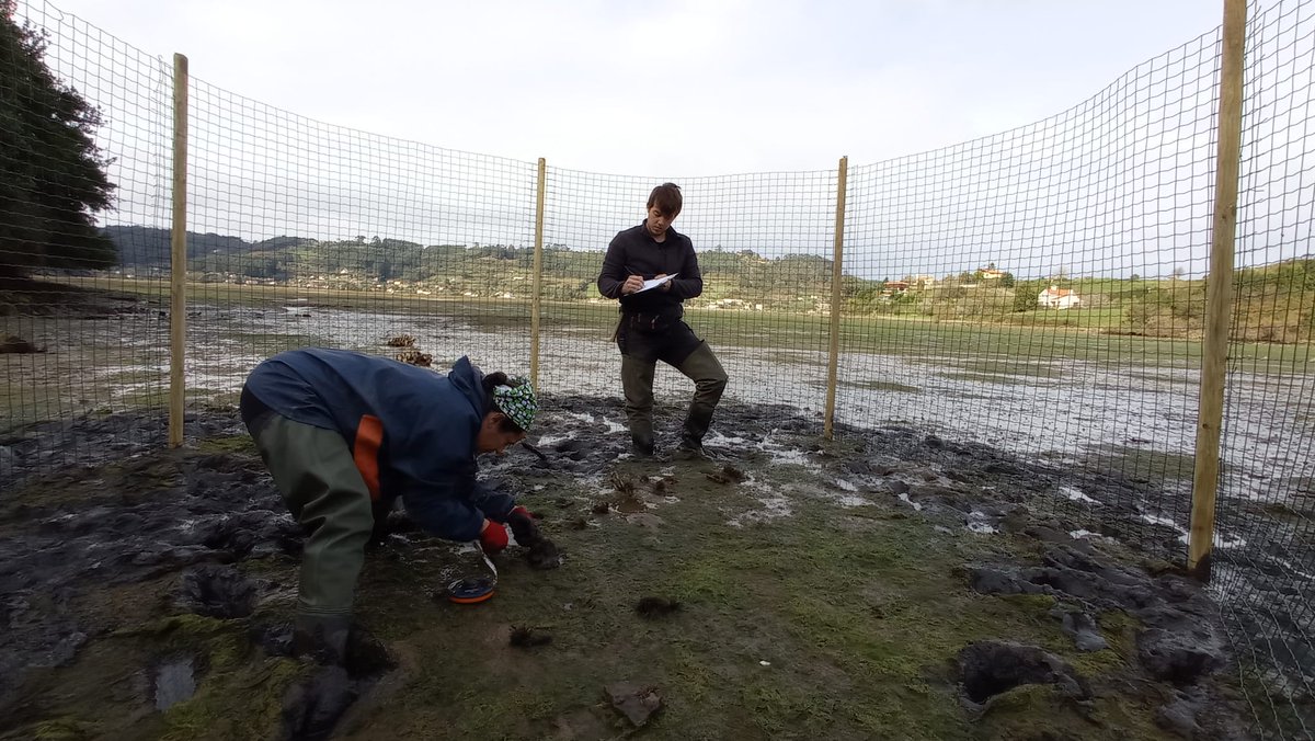 RosaChefaoui's tweet photo. Hard work in the mud to install our experiments for macroalgae conservation. Great team! @BiodiversosU @IICG_URJC @omauniovi @pelaricosurf #PERSIST #InterMaRest https://t.co/8bG5ek3W62