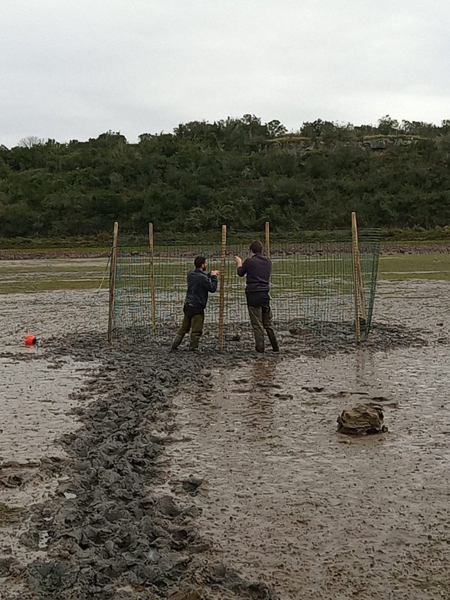 RosaChefaoui's tweet photo. Hard work in the mud to install our experiments for macroalgae conservation. Great team! @BiodiversosU @IICG_URJC @omauniovi @pelaricosurf #PERSIST #InterMaRest https://t.co/8bG5ek3W62