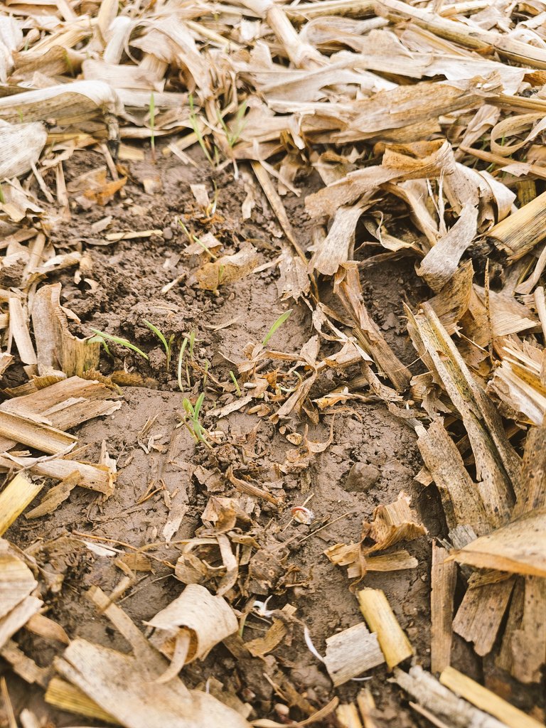 As we near the end of harvest , we are able to look back at some of the earlier cc planted .This should settup #plant25 ,
oats in wheat stubble and rye in corn residue . #ontag #vanmeerfarms #alwaysgrowing #covercrops