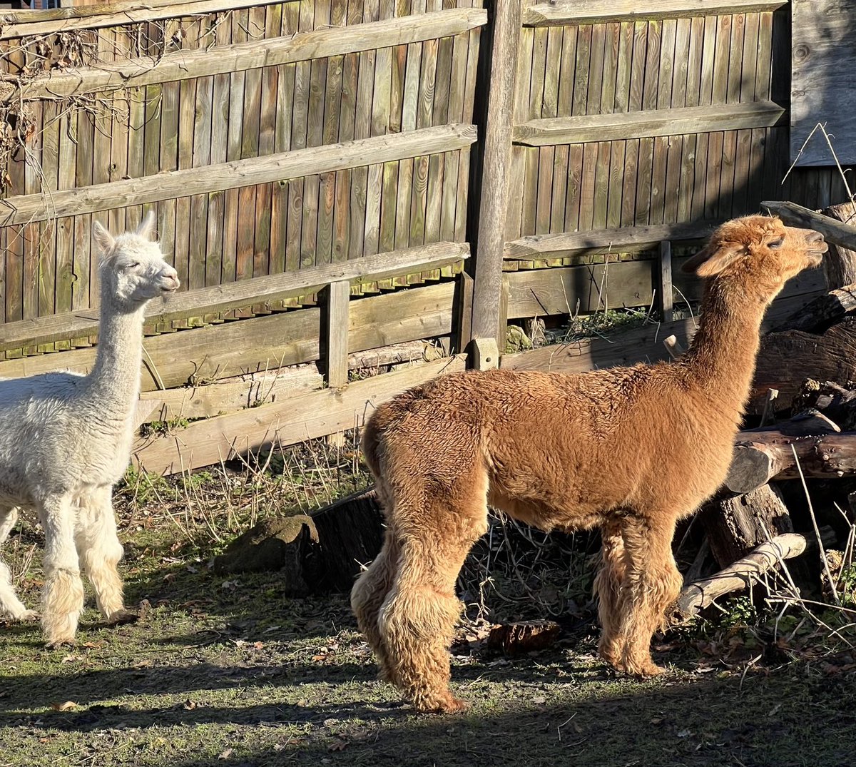 Bucklandnow's tweet photo. #otd 1825 Mary Morland saw some lamas at Farringdon - the letter she wrote to tell her betrothed William Buckland about it survives. It was her birthday! I think she would enjoy the gorgeous alpacas ⁦@HornimanMuseum⁩ Happy Birthday Mary ⁦@morethanadodo⁩ https://t.co/DlV67RPk2z