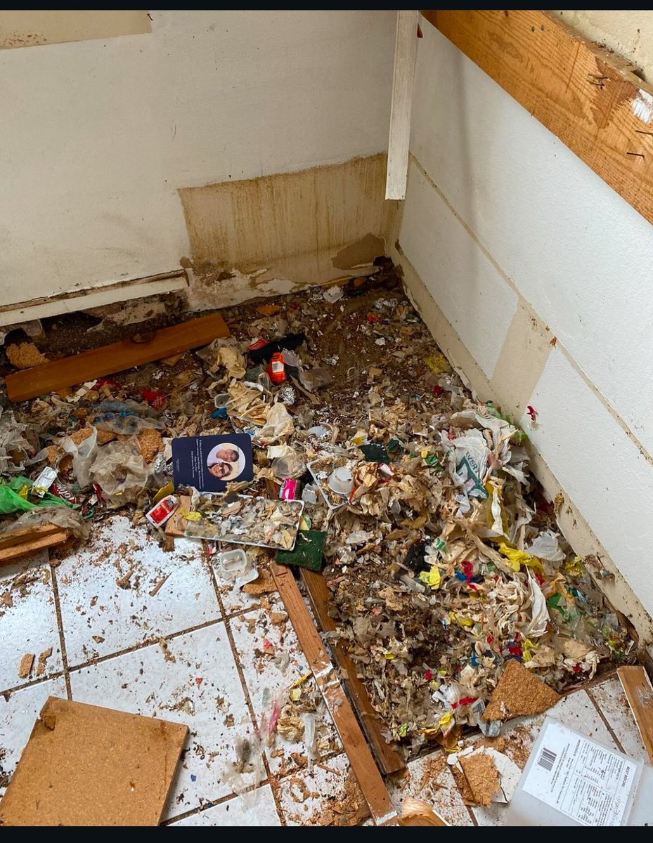 DriptechR's tweet image. Rat infestation cleanup! At DripTech Restore we’re here during the toughest times!