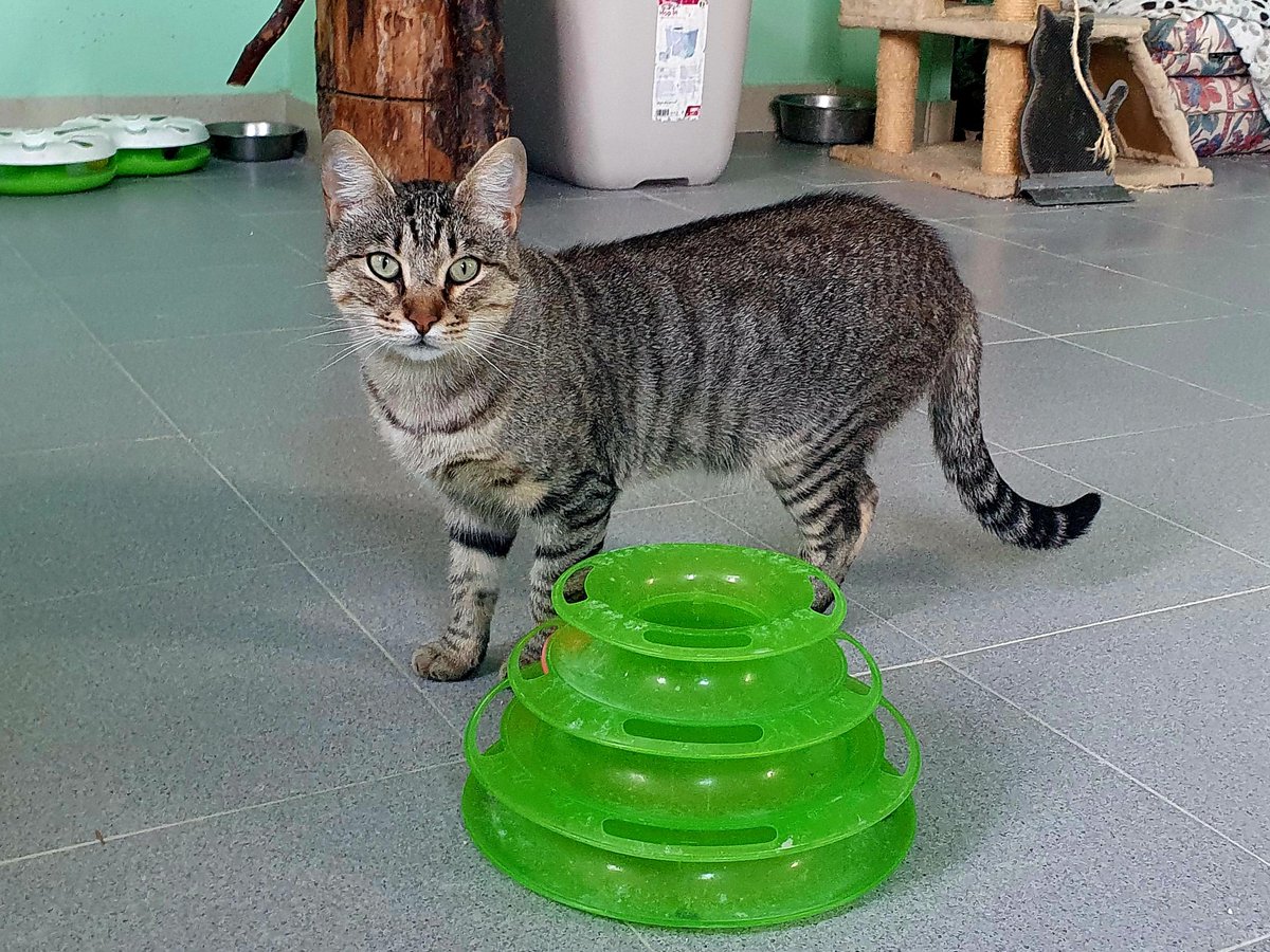 VITO, otro de nuestros gatos que esperan en el albergue un hogar. Tiene tan sólo 1 año y es otra víctima más de la irresponsabilidad de algunas personas. Ahora está a salvo pero la protectora no es una casa y le falta una familia, ¿lo ayudamos? 

#Adopta #Difunde #Cambiavidas