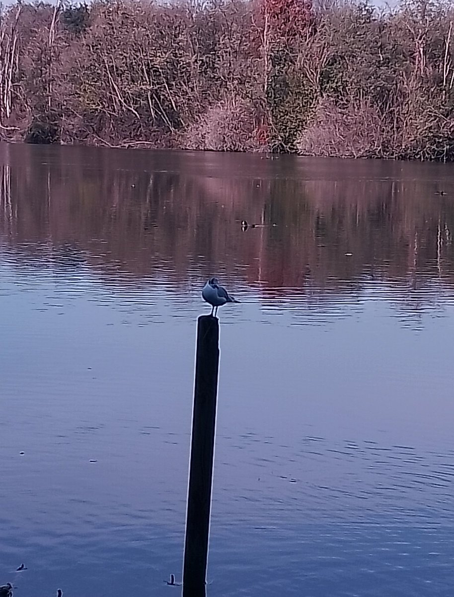 ILMANCIO1975's tweet photo. Giornata di pesca a Trezzo sull Adda https://t.co/gE2y3fH6Z2