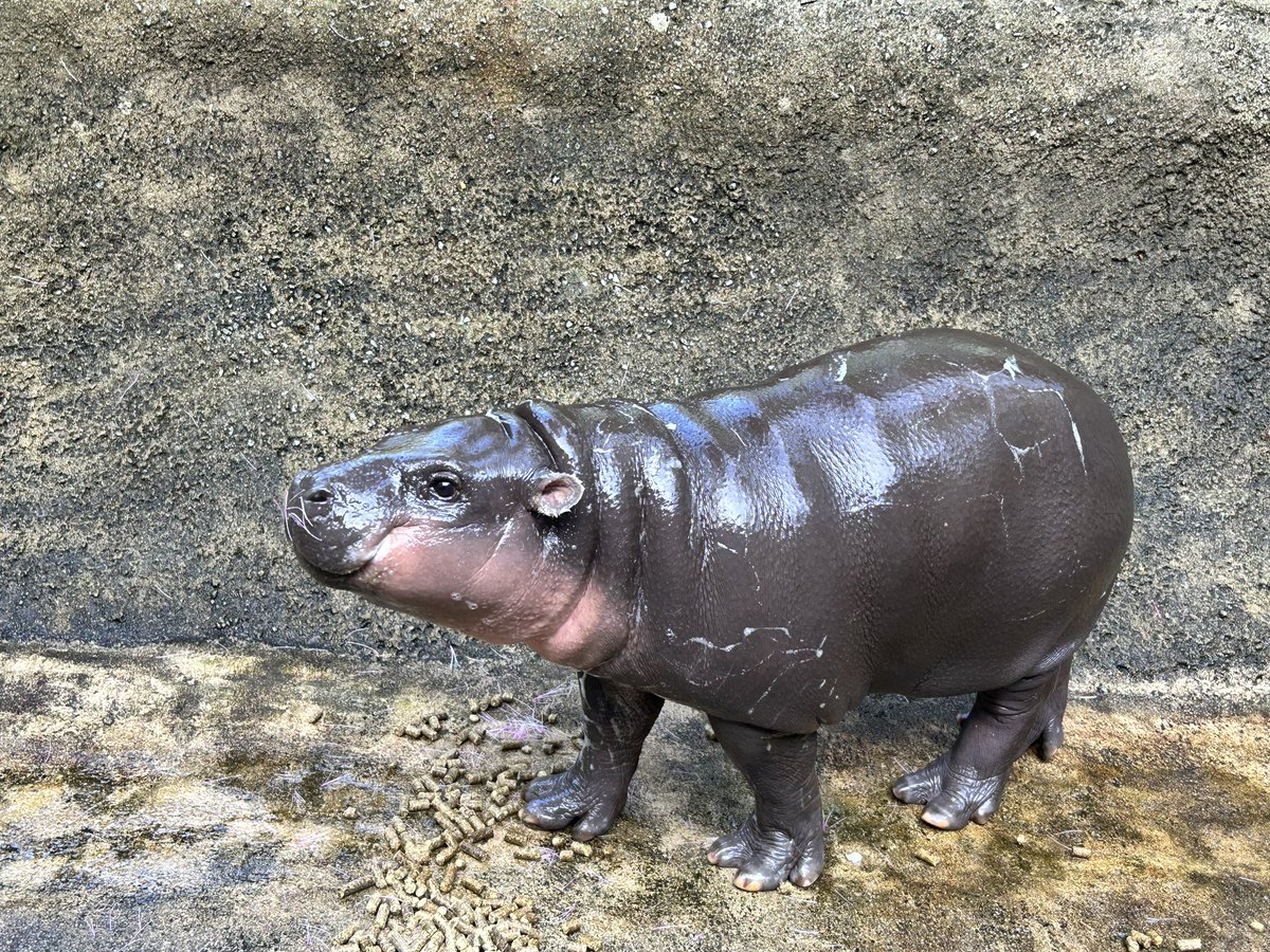 <a href="/TikTokInvestors/">TTI</a> <a href="/SolJakey/">Jakey</a> $THABO :) the future of finance hehe!! 

The new cutie Pygmy hippo making waves!! 

9SBt1dVSVWchvSo3g5RAZswg8VDz1Se4K4YMzVBwpump