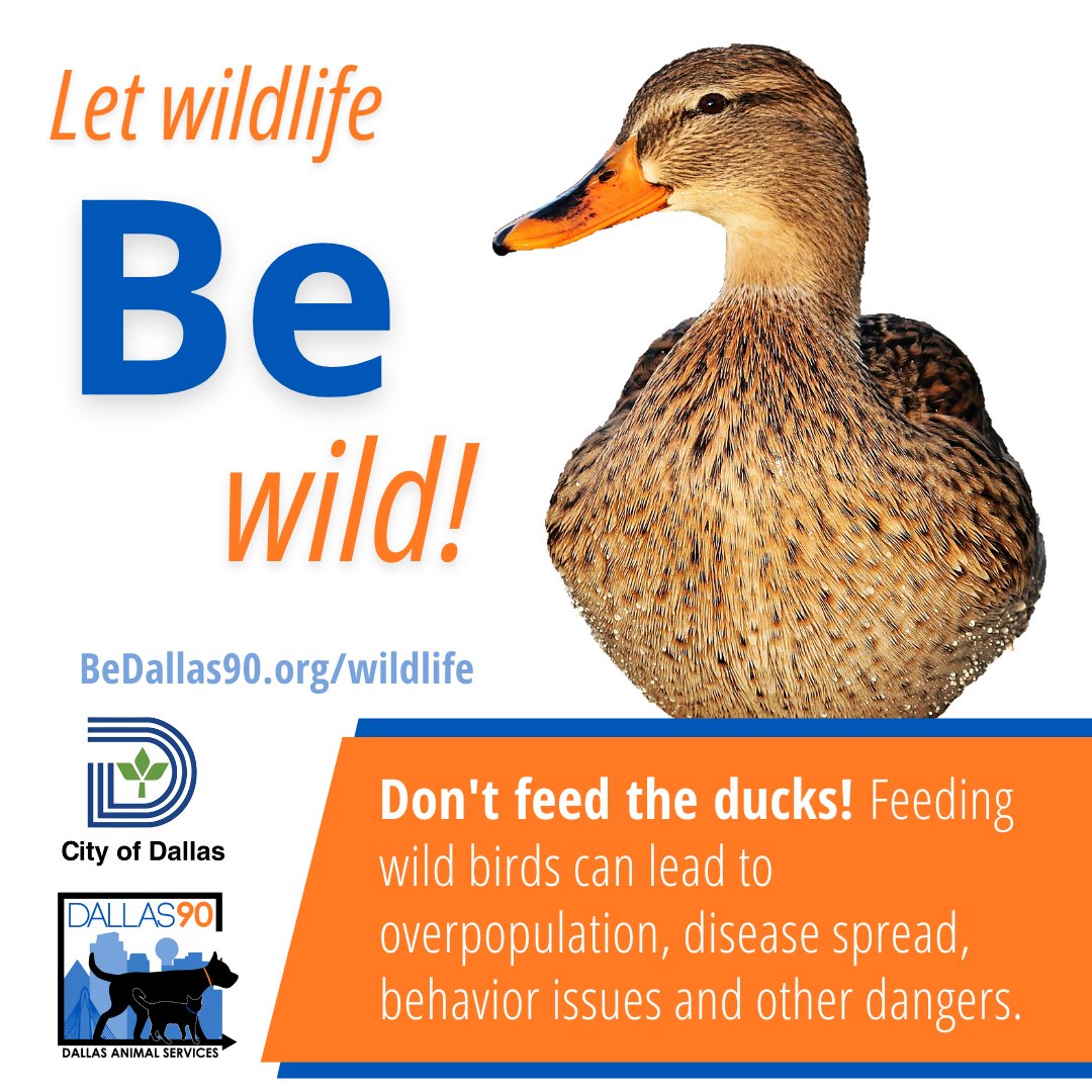 Food that is left on the shores of our water sources can cause increased activity at the shoreline that contributes to erosion, bacterial spread, and an increase in disease. Please don't feed the ducks!

Learn more at BeDallas90.org/wildlife @cityofdallas