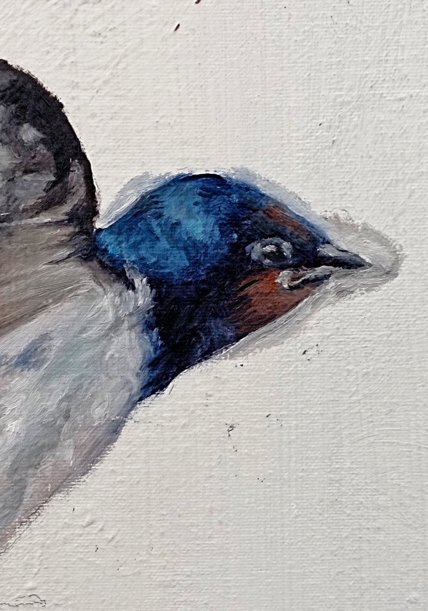 sí, tengo hiperfijación por las golondrinas, y qué?