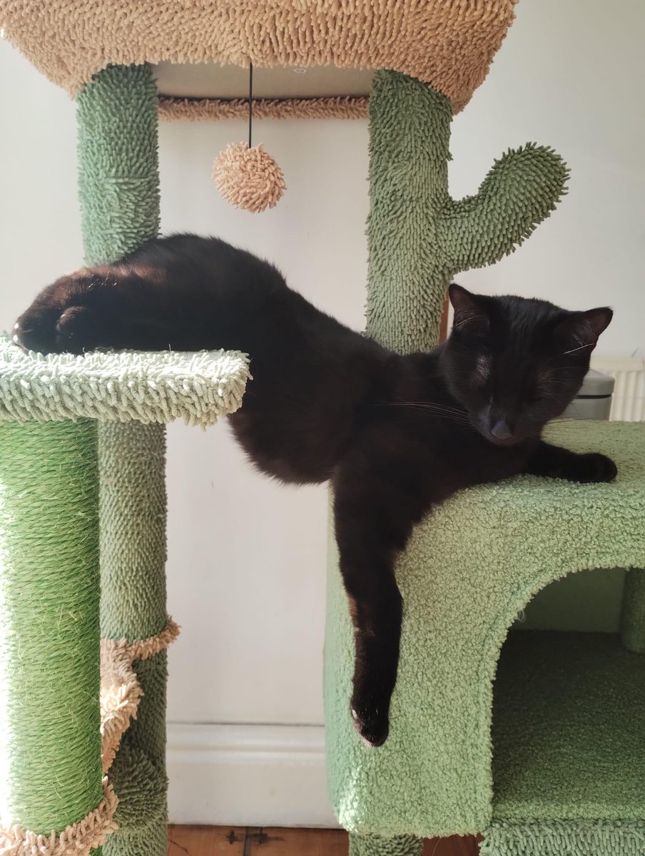 1stop_cats's tweet photo. A slow pour https://t.co/rLyO3DPdTH