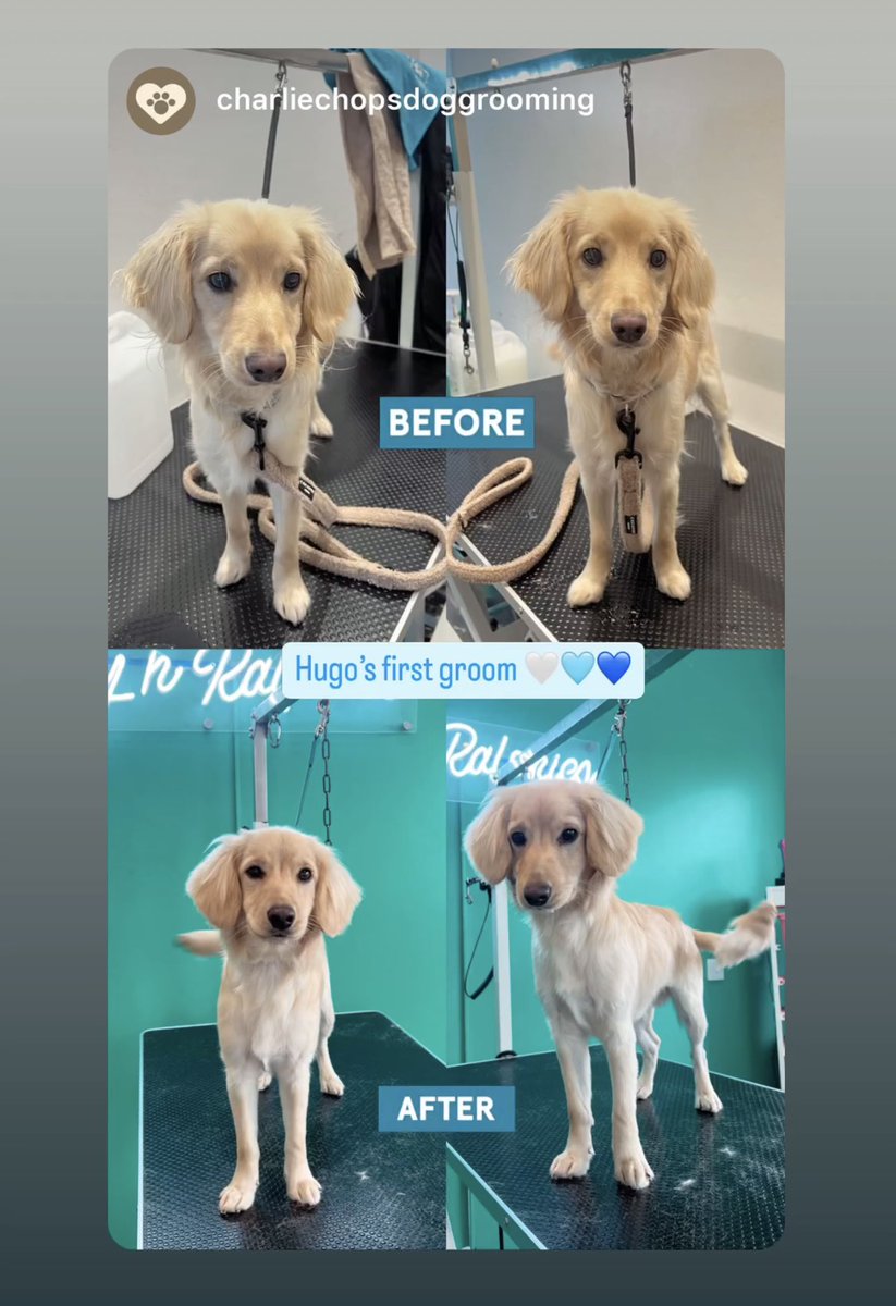 leannehobin tweet media