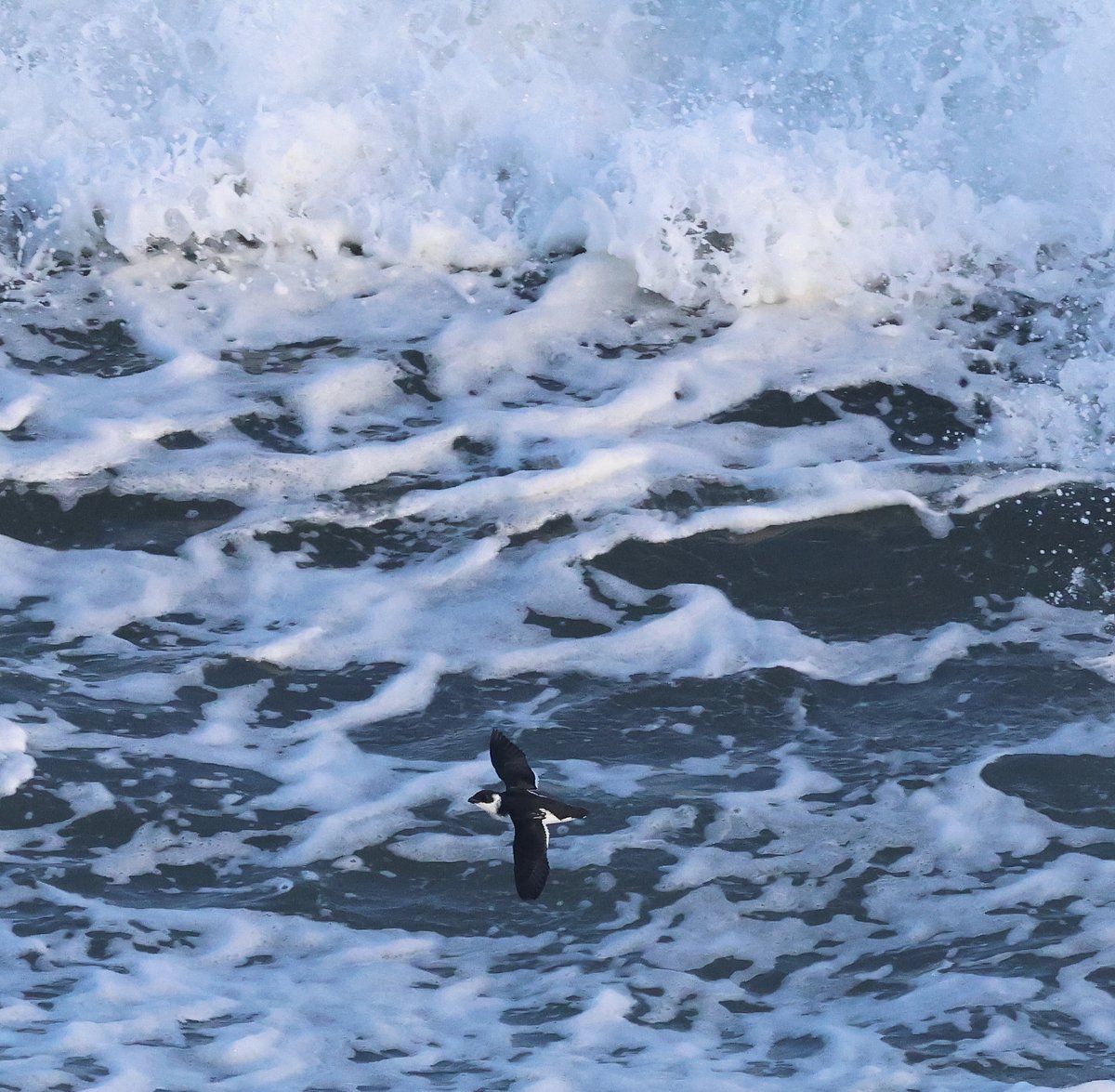 Ian Andrews (@ijandrews1) on Twitter photo 20 Nov. Torness. Exactly 100 Little Auks (99 north, 1 south) this morning, mostly before 10:15 <a href="/birdinglothian/">Birding Lothian</a> 20 Nov. Torness. Exactly 100 Little Auks (99 north, 1 south) this morning, mostly before 10:15 <a href="/birdinglothian/">Birding Lothian</a>