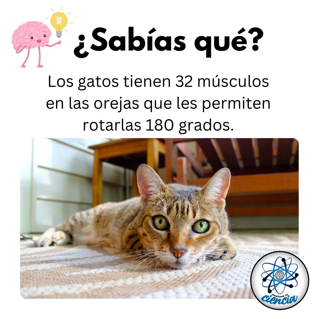 EnsedeCiencia's tweet photo. https://t.co/FdXMmGAeTC