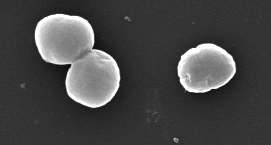 Sam Miller, Ph.D. tweet media