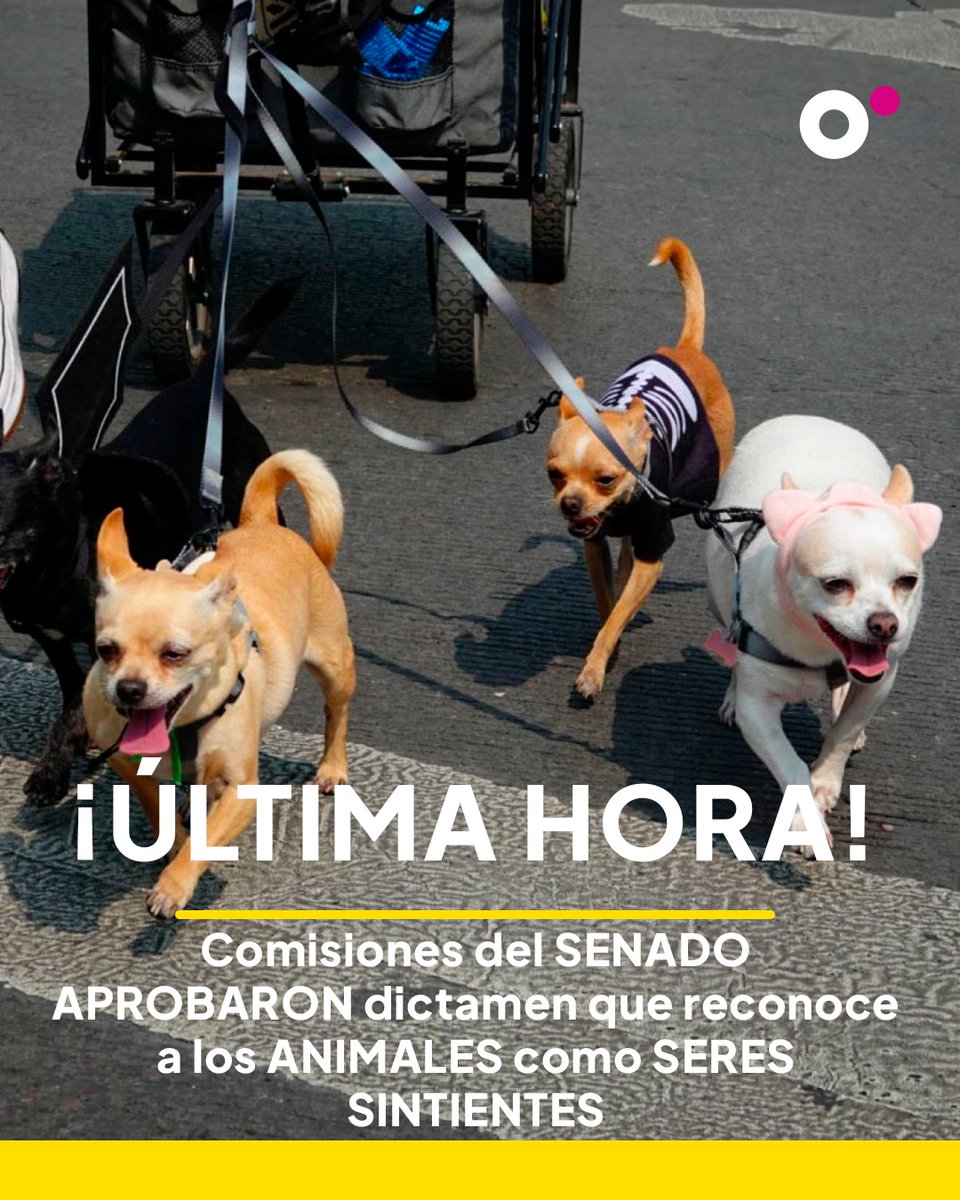 🚨 #ÚltimaHora | De manera unánime, comisiones del <a href="/senadomexicano/">Senado de México</a> aprobaron el dictamen que reconoce a los animales como seres sintientes; ahora debe garantizarse su protección. La iniciativa también considera impulsar educación sobre protección animal en las escuelas.