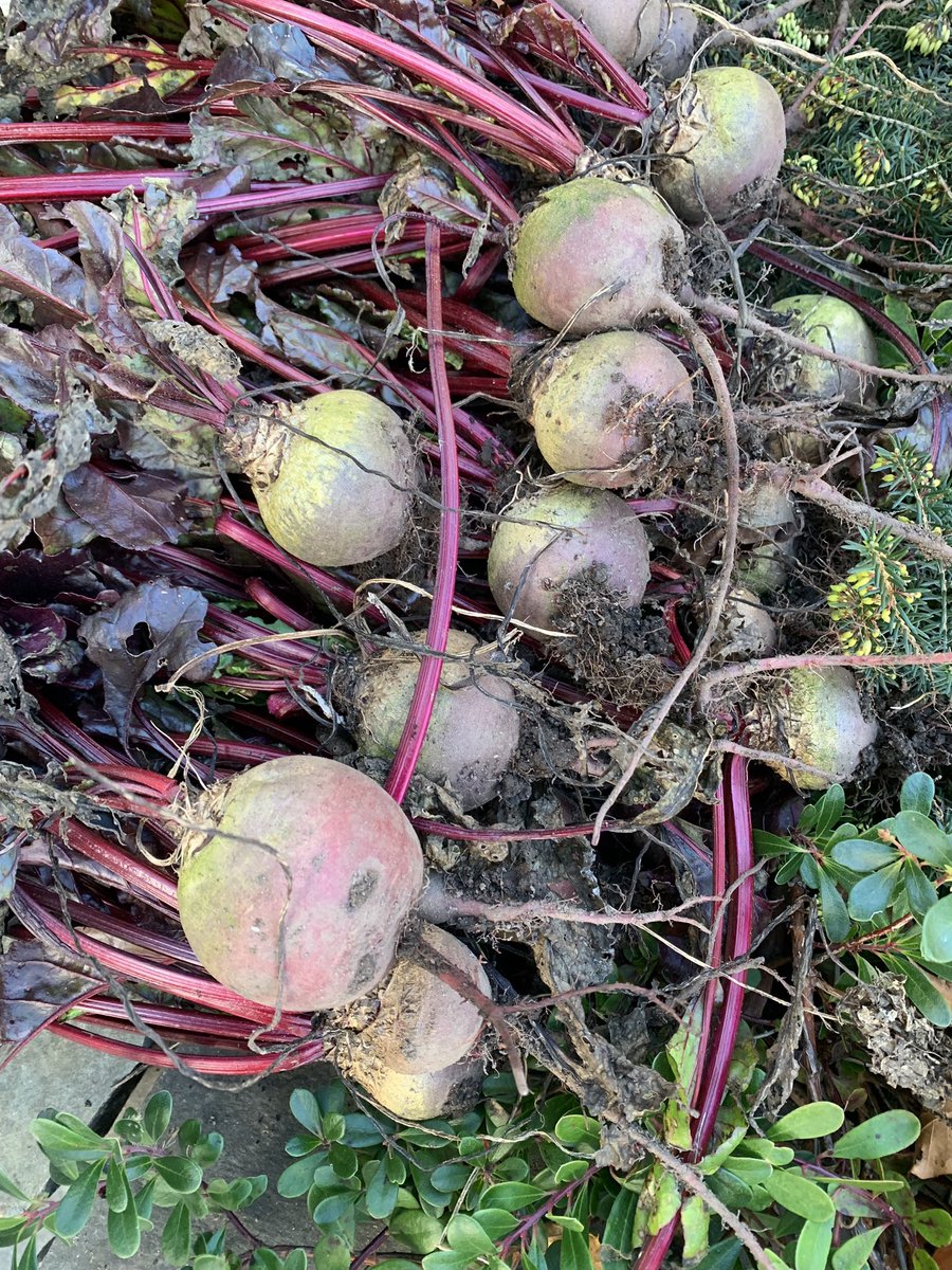 Last beet harvest of the season.