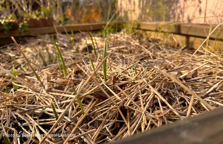 This is my first year growing garlic in the raised beds.  By week 4 I have new baby sprouts.  Hopefully, I am doing this right.  I shared a blog post with video on 'How I Grow Garlic'.  (my blog URL is in my bio).