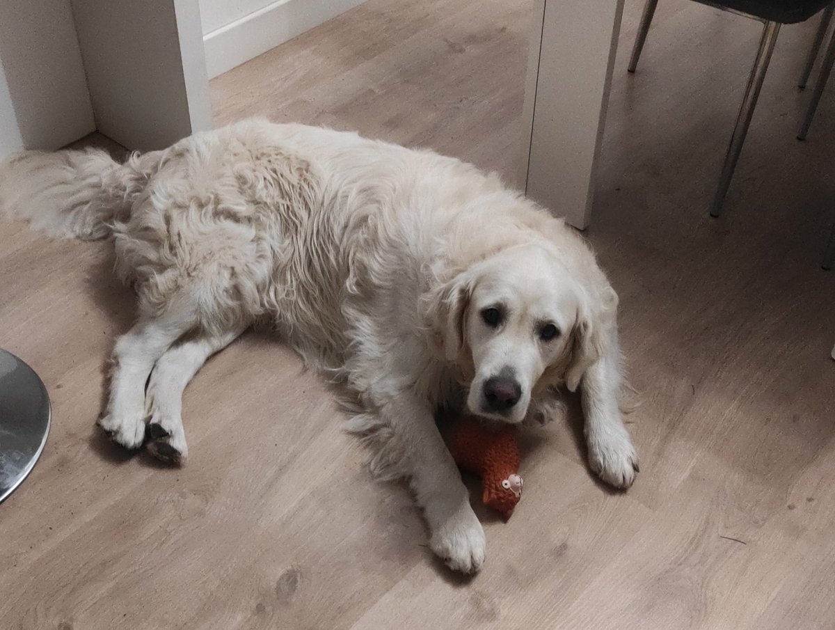 Pincho s'ha escapat per la zona de l'Alba. Per favor, si algú el veu, que el replegue i el duga a la Policia Local. Encara que és gran, és molt bo, no li tingueu por. Per favor, no deixeu que se'n vaja. <a href="/JorgeRodrigz_/">Jorge Rodríguez | Alcalde Ontinyent</a>