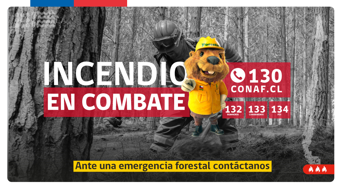 EN COMBATE #IFLaunache, #Cholchol, #Araucanía.
🟡#AlertaAmarilla 
Superficie preliminar➡️3,5 hectáreas.
Recursos asignados➡️2 técnicos, 4 brigadas, 2 aviones cisterna #CONAF y #Bomberos.