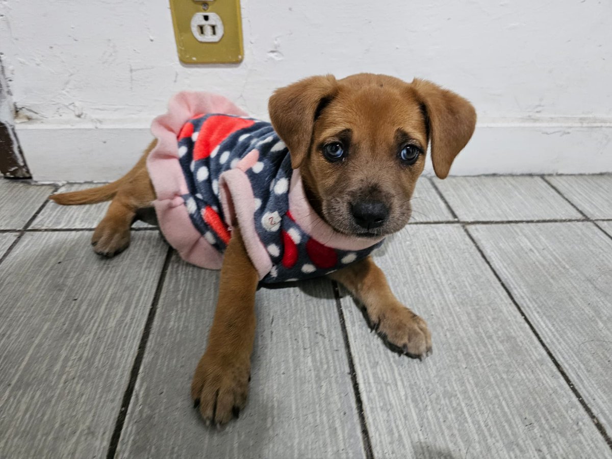 Alfredo Núñez Peralta tweet media