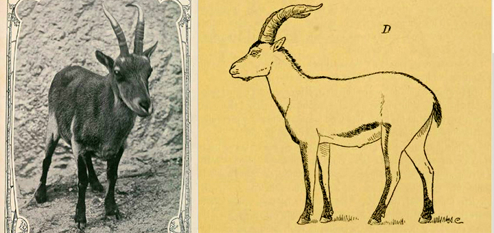 ViaLethes's tweet photo. ⏳🐐Fauna #extinta del #Xurés: la #cabra montés lusitánica o gallega
👉https://t.co/rKIKSG7vN1
#Naturaleza #Galicia https://t.co/Hp8hQNEGqW