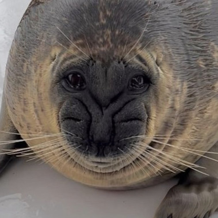 seaIriously's tweet photo. 🫧𓇼𓏲*ੈ✩‧₊˚🪼
pinned!
𓆝 𓆟 𓆞 𓆝 𓆟
🌈 i'm tommy! 20, he/him !
🦭 i love seals and all sea creatures !
🐠 i love making people laugh !
🐚 i hope we can be friends !
𓆝 𓆟 𓆞 𓆝 𓆟
#sealtwt https://t.co/rUgplBkbUw