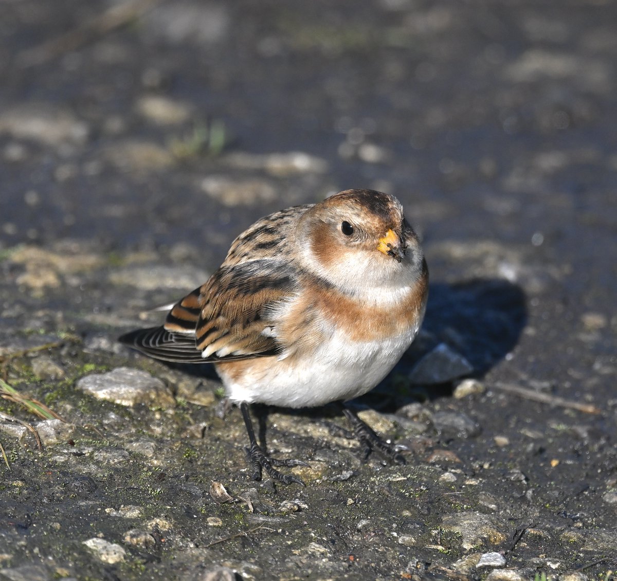 BlackmanRuss's tweet photo. Fresh morning walk over Langdon Cliffs came across a confiding Snow Bunting ,also seen Ring Ouzel and Black Redstart https://t.co/iFnGEjXdPo