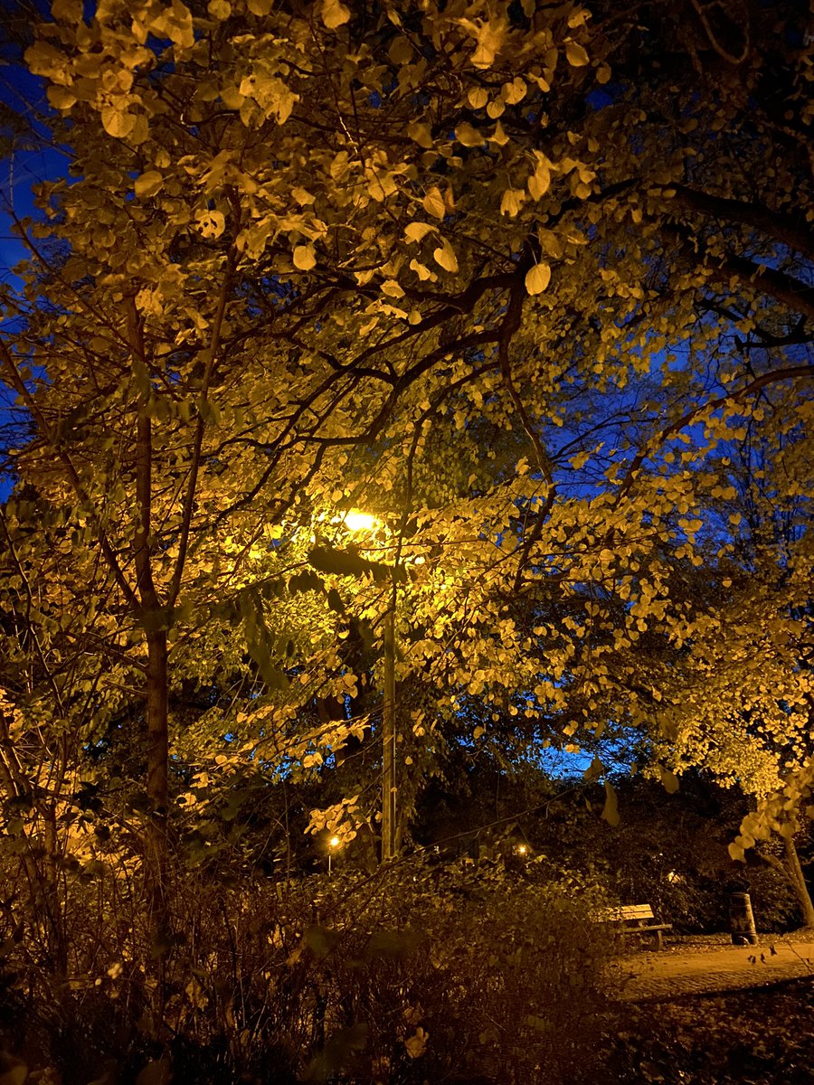 carocats23's tweet photo. Good evening from Belgium 🇧🇪🍂🍁
#coloursofautumn #evening #light https://t.co/vSKtMn6vJ7