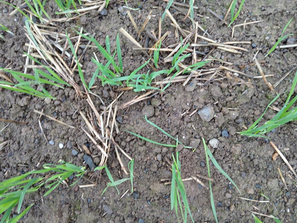 Geraghty_Notill's tweet image. Very good Teagasc Signpost day yesterday with @TomTierney18 Excellent crops, healthy soils under no-till system. Excellent briefings - soils, carbon, hedgerows, waterEIP from @TeagascCrops @TeagascEnviron @TeagascACP 👍
