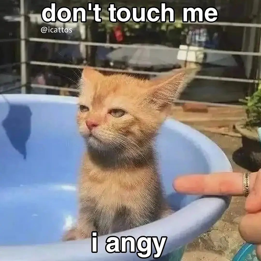 smol silly cat tweet media