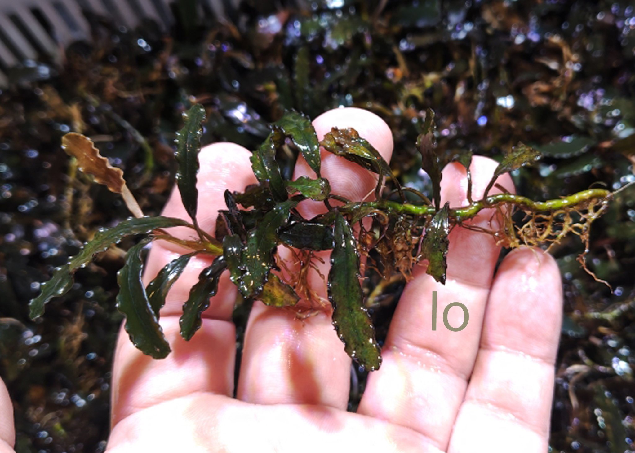 SatoさんBucephalandra Bucephalandra sp. from Batu Jato Kpg Pantok SEK