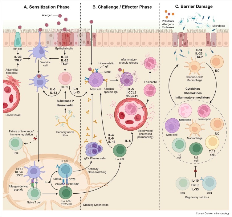 Ashley St. John Lab (@stjohnlab) on Twitter photo Check out our review "Mechanisms and risk factors for perinatal #allergic disease", led by Jozef and with <a href="/Abhay_R_/">Abhay Rathore</a>. I♥️ how he simplified the complexities of allergies at the #maternal/#fetal & maternal/#infant interface. Authors' link for full access: authors.elsevier.com/sd/article/S09… Check out our review "Mechanisms and risk factors for perinatal #allergic disease", led by Jozef and with <a href="/Abhay_R_/">Abhay Rathore</a>. I♥️ how he simplified the complexities of allergies at the #maternal/#fetal & maternal/#infant interface. Authors' link for full access: authors.elsevier.com/sd/article/S09…