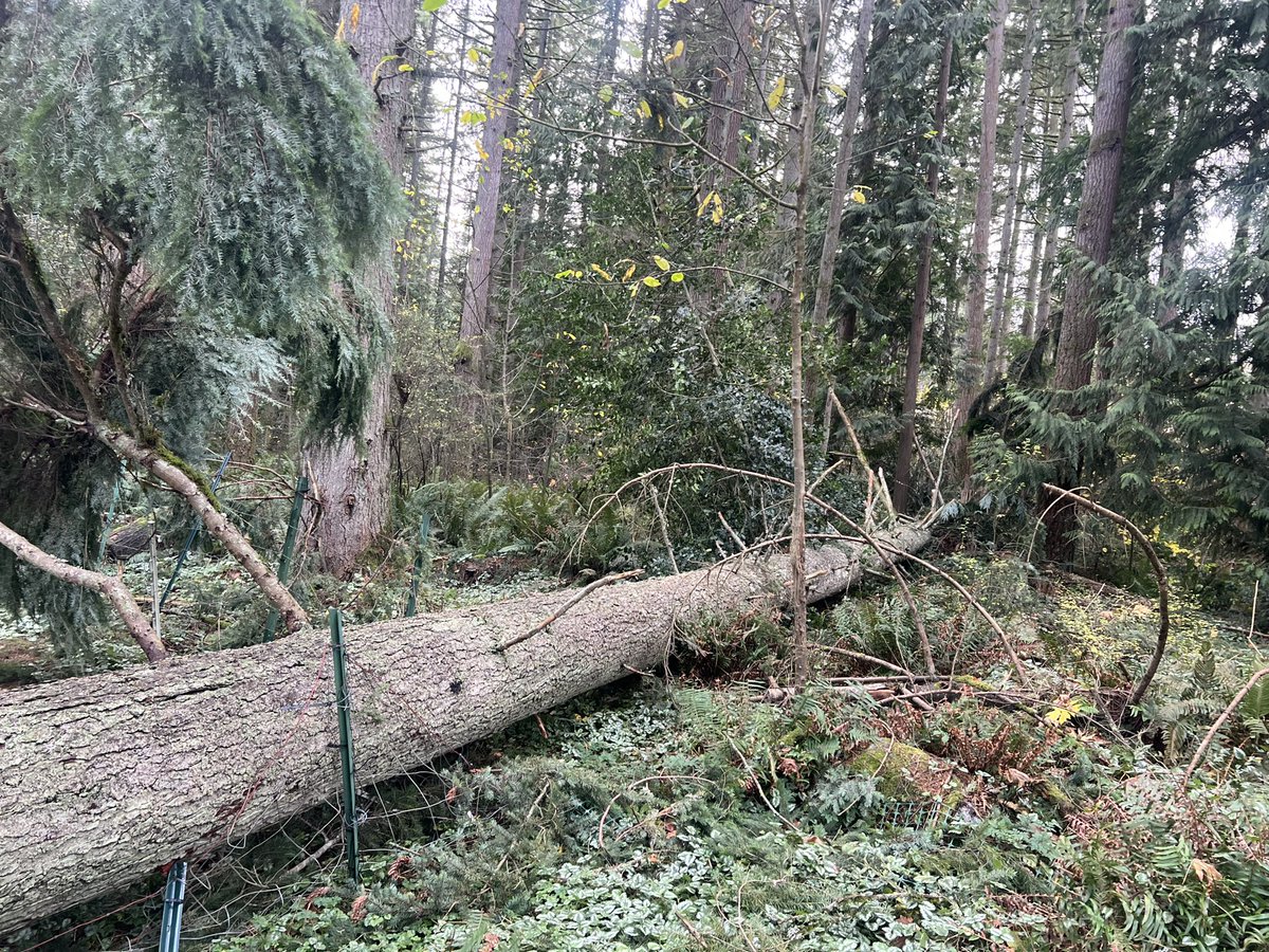 Serellan's tweet photo. #wawx #seattlepoweroutage #BombCyclone https://t.co/o7LxtjHRWv