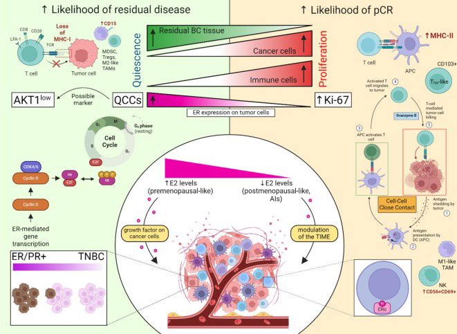 I am truly grateful for the opportunity to bring together with this paper the amazing people I have had the privilege of working with in the field of #immunotherapy. #bcsm #breastcancer 
#OpenAccess 

cancertreatmentreviews.com/article/S0305-…