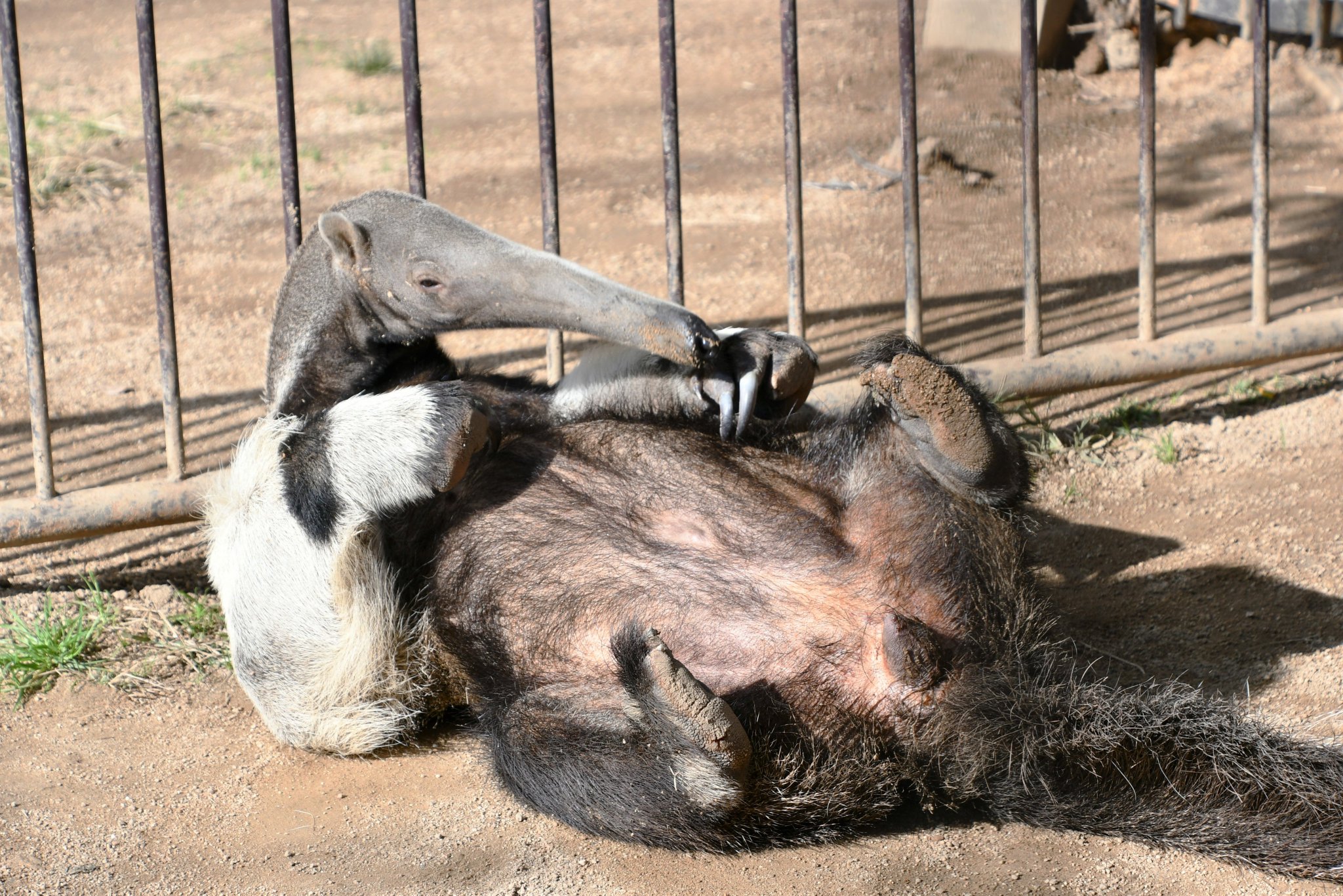 神戸市立王子動物園（公式） on X: 