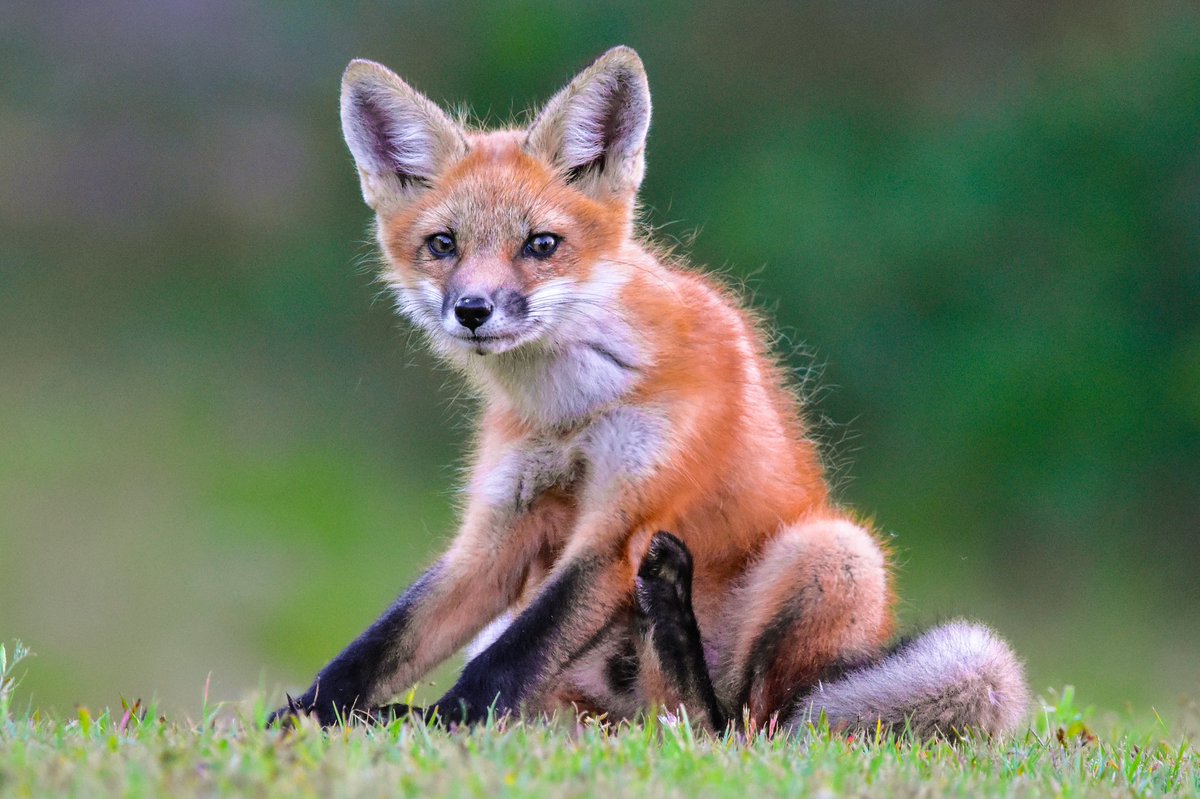 melissaspiffy's tweet photo. Me: -has 1000 unedited fox photos- 
Also Me: “i need to take more fox photos” https://t.co/7JmtvdtJ5H