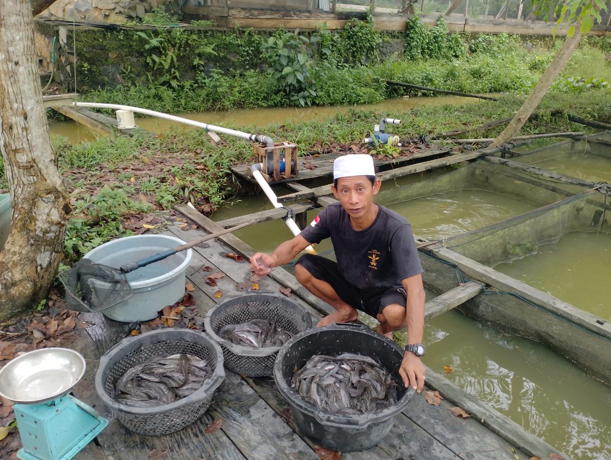 yermiawati's tweet photo. Rabu (20/11), Yermiawati Luhkan Kab Sukamara, di POKDAKAN lembur Kuring jaya Desa bangun jaya Kecamatan Balai Riam, panen ikan lele 200kg, size 6, 7, 8 ekor per kg, hrg 25000/kg.
#GiatLuhkanSatminkalGONDOL
#Sukamara
#Panen https://t.co/vhRKV2F5MY