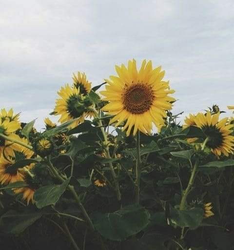 sunflower.🌻🤍 tweet media