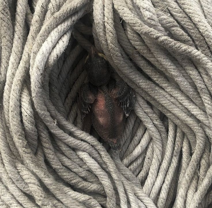 retoldadot's tweet photo. ㅤㅤㅤㅤㅤㅤㅤ╋ㅤ𝕿he  captor  is  𝘩𝘦𝘳𝘦. 
ㅤㅤㅤ ³⁷   ,  🔪    ..  ᭨  ٣ֻٍ   ꧅   ⛏️    ⸻  🔞𝔬ُؚۣؒ   ܠ ༽ https://t.co/KFjso5cy2m